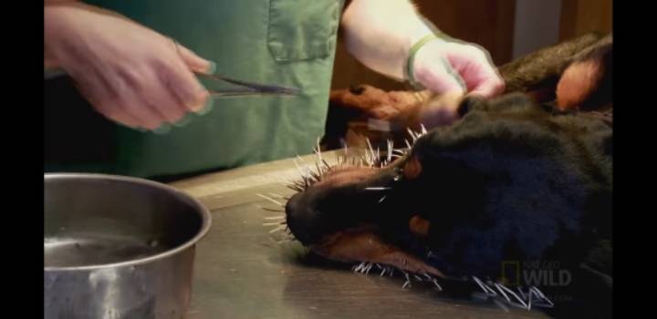 호저를 건들인 댕댕이들 (혐오주의) | 인스티즈