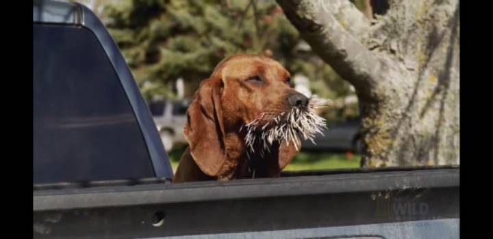 호저를 건들인 댕댕이들 (혐오주의) | 인스티즈