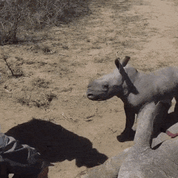 인간들을 공격하는 코뿔소.gif | 인스티즈
