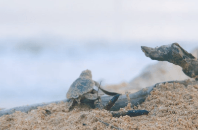 태어나자마자 살기위해 달리는 새끼 거북이들.jpgif | 인스티즈