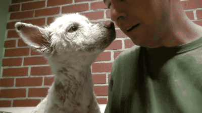 주인에게 버림받은 노숙자 강아지 마일리 | 인스티즈