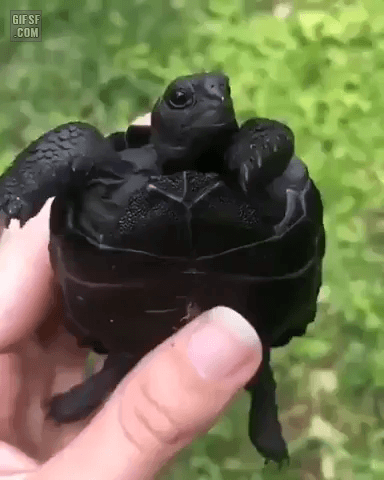희귀종 블랙 갈라파고스 거북이 | 인스티즈