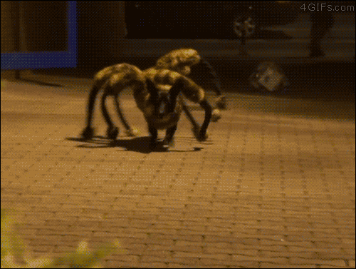공포스러운 거대 거미.gif | 인스티즈