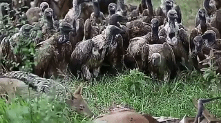 질서 지켜 기다리는 독수리들.gif | 인스티즈