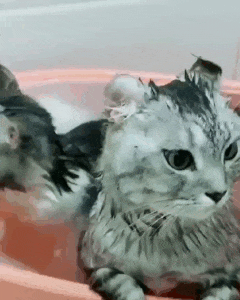 목욕하는 고양이.gif | 인스티즈