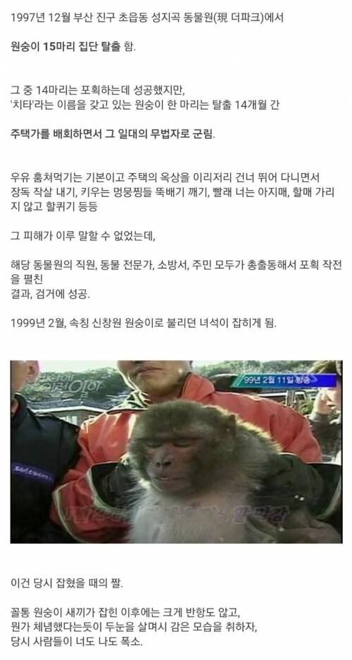 1.jpg 1997년 동물원 원숭이 집단 탈출 사건