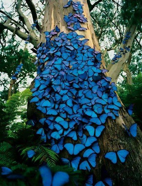 아마존 열대 우림 나비.jpg | 인스티즈