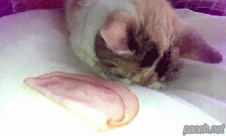 고양이 깨우기.gif | 인스티즈