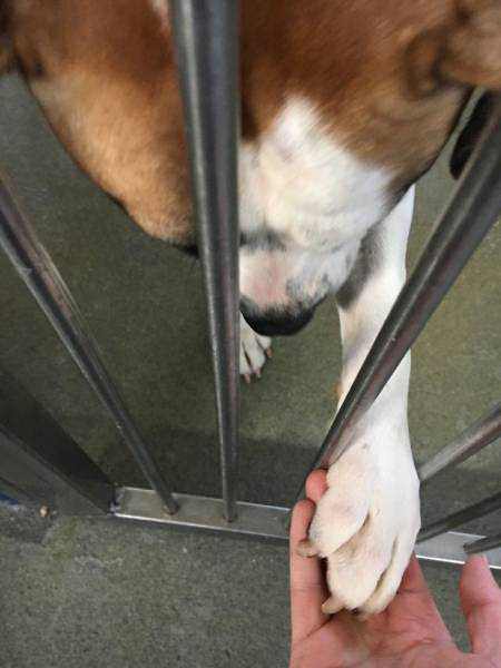 갱얼쓰와 반려인의 첫만남을 남긴 사진들 | 인스티즈