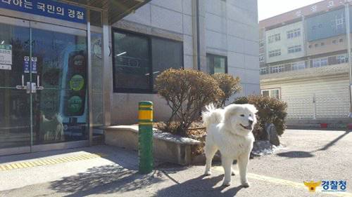 버려진 아기 강아지 주워서 기른 경찰들.jpg | 인스티즈