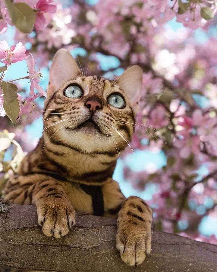 사진작가랑 여행다니는 고양이.jpg | 인스티즈