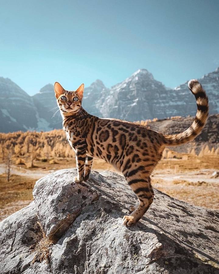 사진작가랑 여행다니는 고양이.jpg | 인스티즈