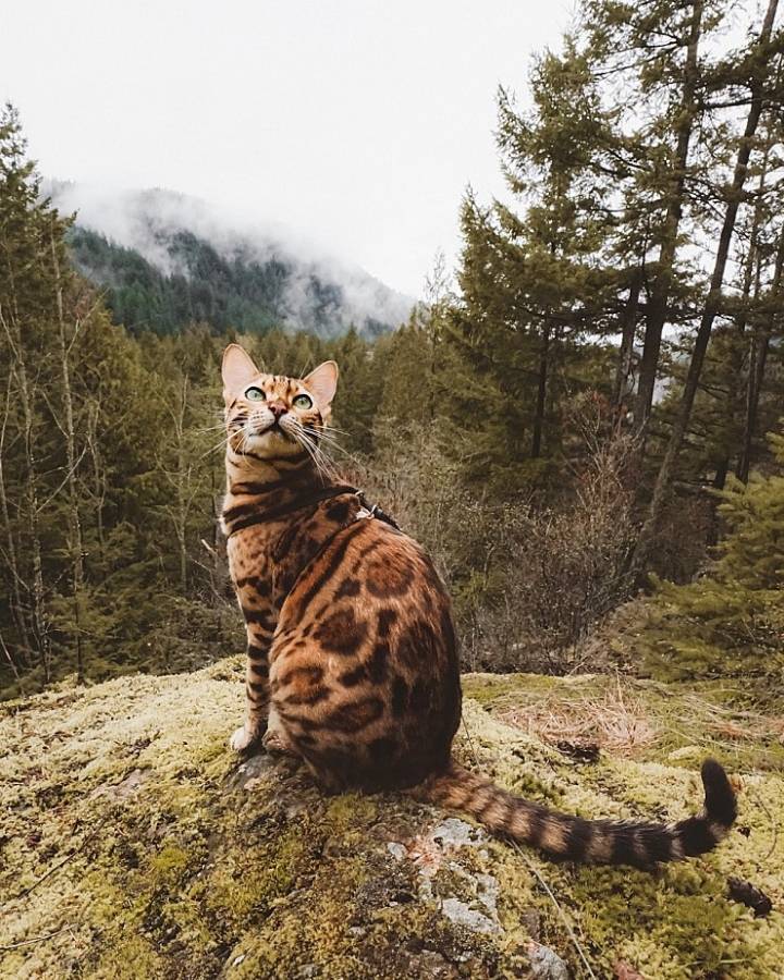 사진작가랑 여행다니는 고양이.jpg | 인스티즈