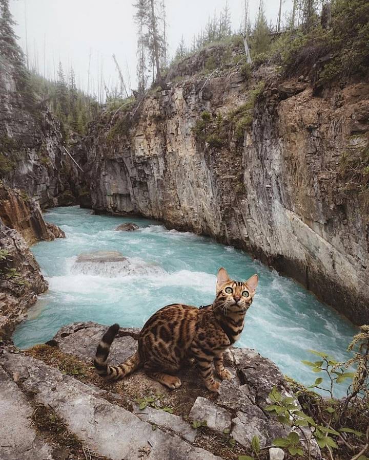 사진작가랑 여행다니는 고양이.jpg | 인스티즈