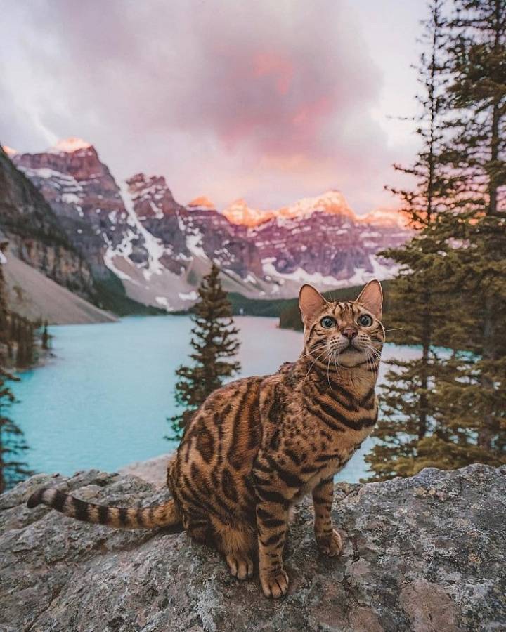 사진작가랑 여행다니는 고양이.jpg | 인스티즈