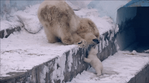 귀여운 새끼 북극곰.gif | 인스티즈