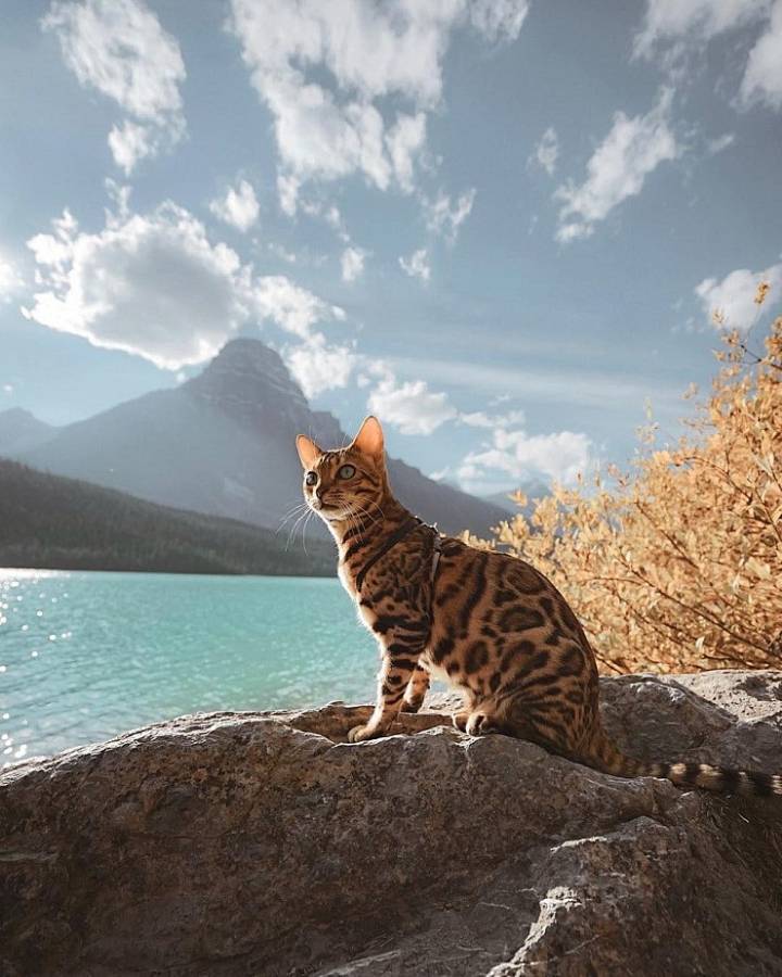 사진작가랑 여행다니는 고양이.jpg | 인스티즈