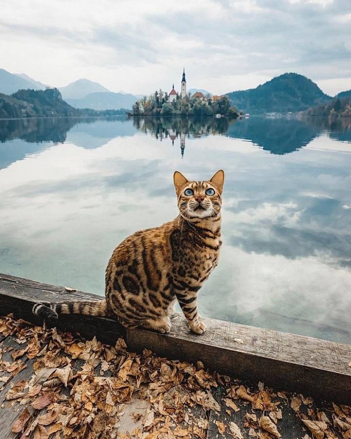 사진작가랑 여행다니는 고양이.jpg | 인스티즈