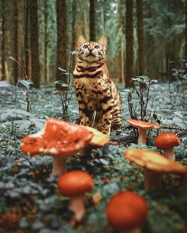 사진작가랑 여행다니는 고양이.jpg | 인스티즈