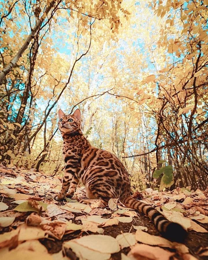 사진작가랑 여행다니는 고양이.jpg | 인스티즈