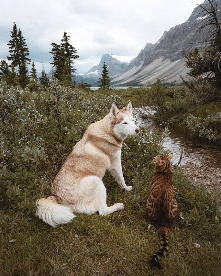 사진작가랑 여행다니는 고양이.jpg | 인스티즈