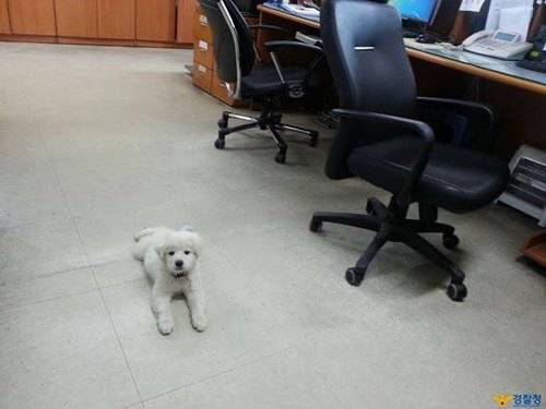 버려진 아기 강아지 주워서 기른 경찰들.jpg | 인스티즈