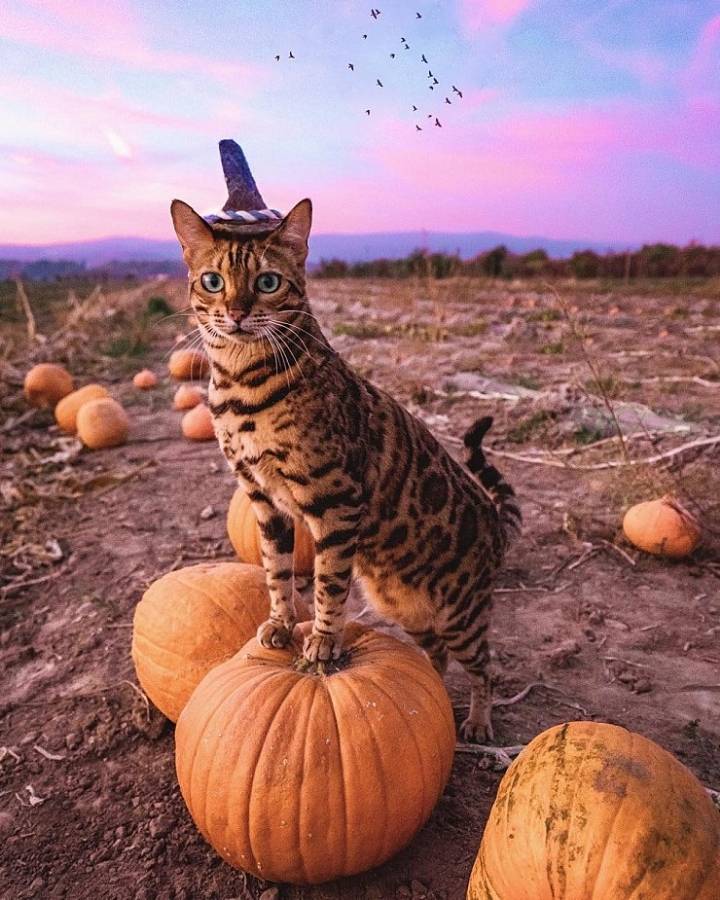 사진작가랑 여행다니는 고양이.jpg | 인스티즈