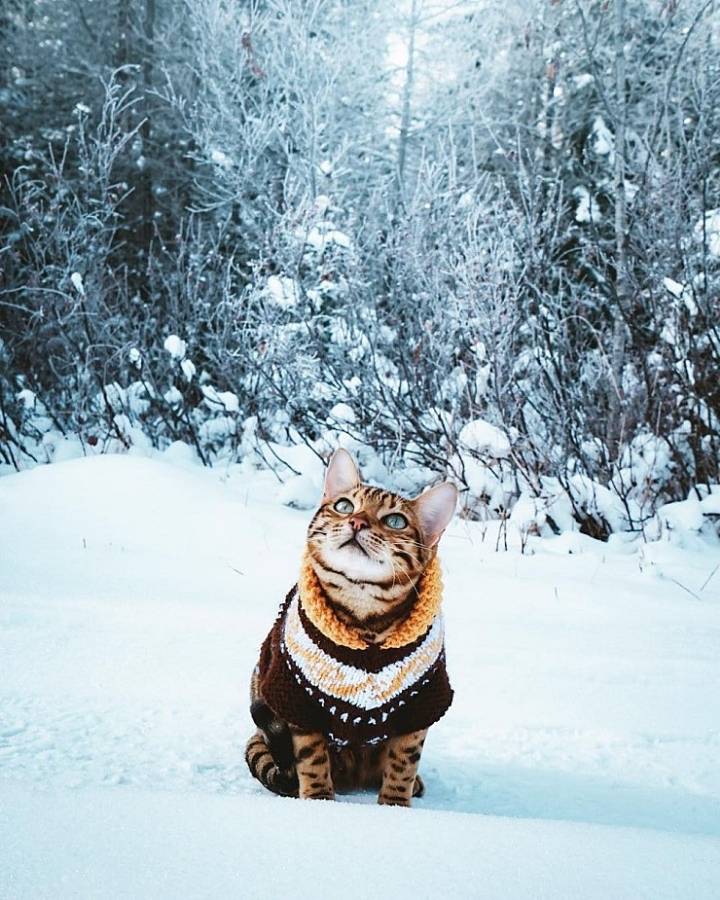 사진작가랑 여행다니는 고양이.jpg | 인스티즈