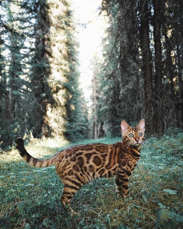 사진작가랑 여행다니는 고양이.jpg | 인스티즈