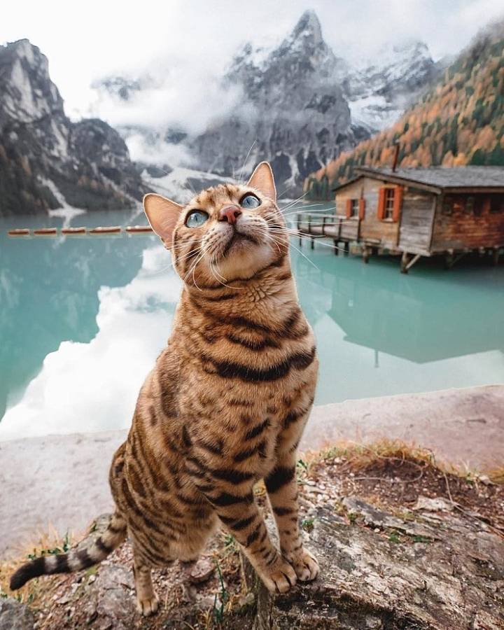 사진작가랑 여행다니는 고양이.jpg | 인스티즈