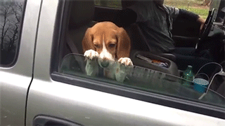 병원가는 강아지 | 인스티즈