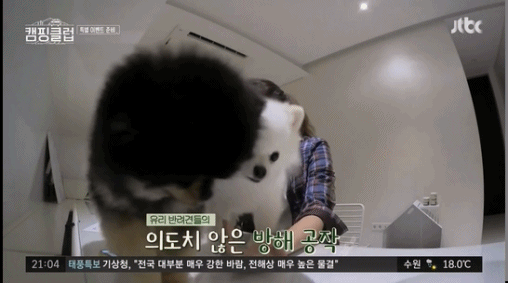 성유리 방해하는 댕댕이들.gif | 인스티즈