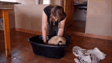 목욕하는 아기 사자.gif | 인스티즈