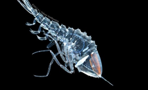 일본 심해에서 잡힌 신기한 생물 .jpgif | 인스티즈