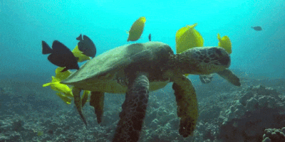 목욕하는 바다거북.gif | 인스티즈