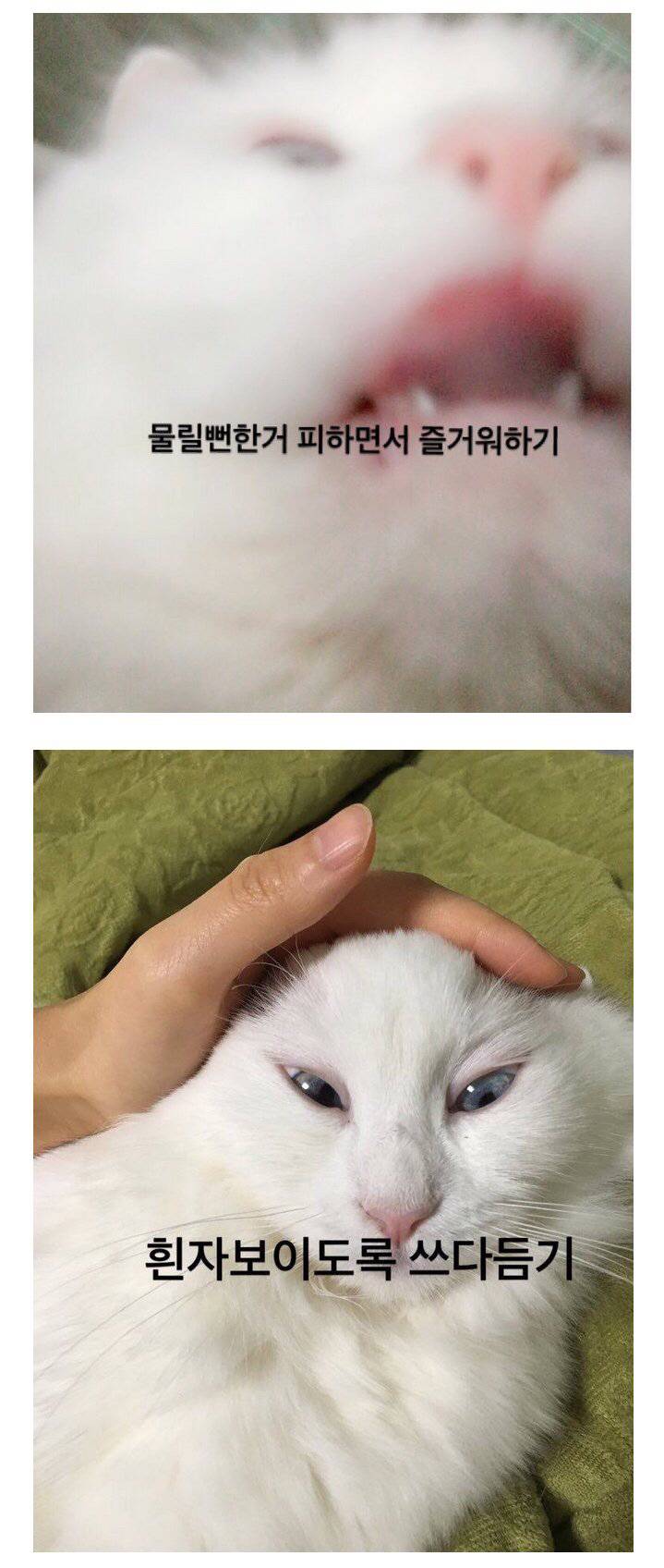 고양이 키우는 사람들이 하는 짓.jpg | 인스티즈