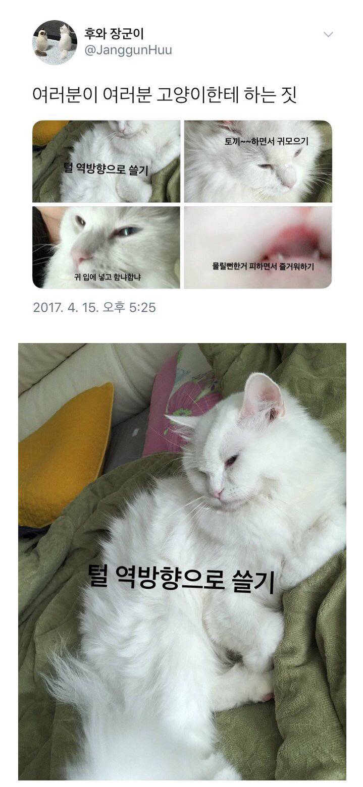 고양이 키우는 사람들이 하는 짓.jpg | 인스티즈