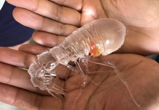 일본 심해에서 잡힌 신기한 생물 .jpgif | 인스티즈