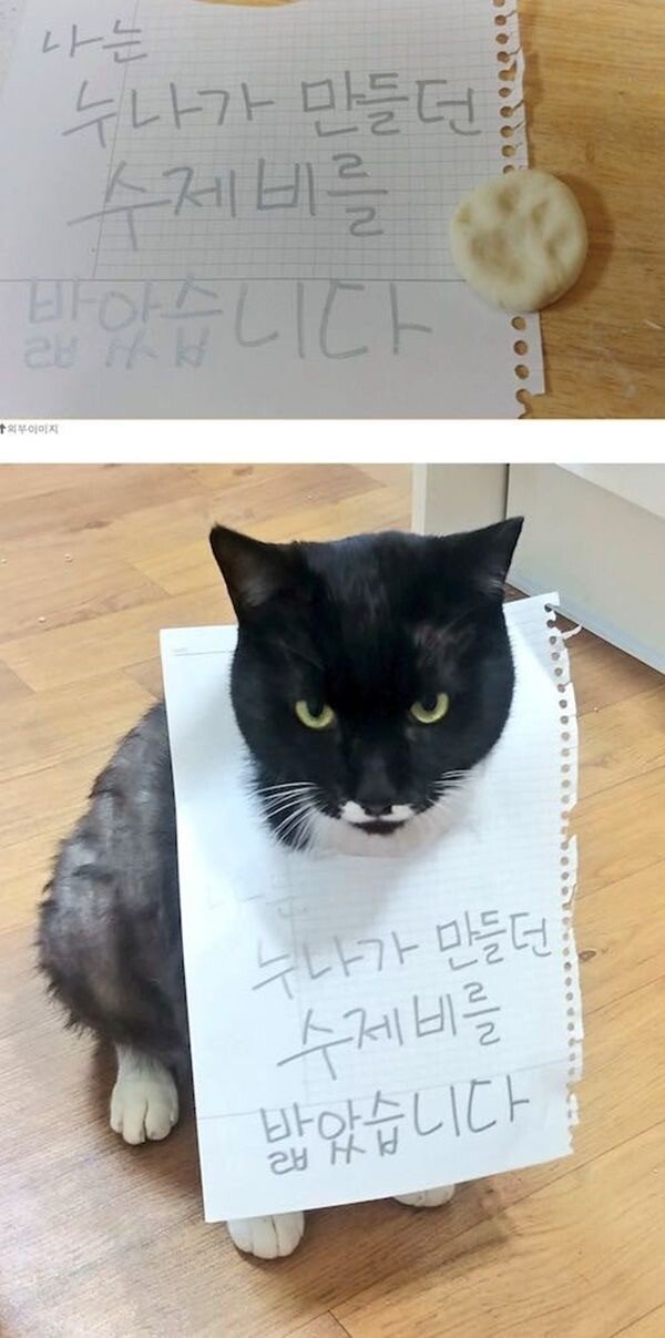 고양이가 반성문 쓴 이유 | 인스티즈