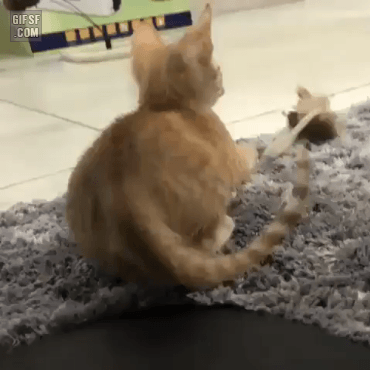 공격 시동거는 냥이 | 인스티즈