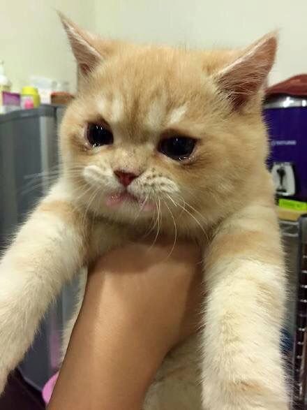 약 먹어서 우는 고양이 | 인스티즈