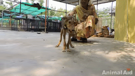 죽기 직전까지 사람들에게 꼬리 흔드는 강아지 | 인스티즈