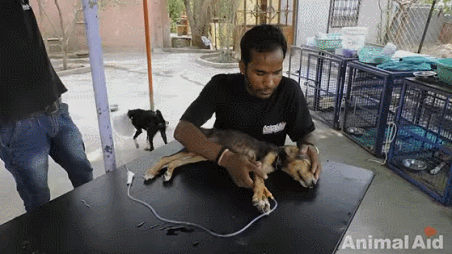 죽기 직전까지 사람들에게 꼬리 흔드는 강아지 | 인스티즈