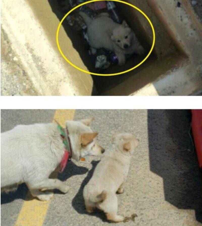 댕댕이가 따라온 이유 | 인스티즈