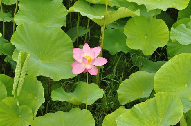 700년전 고려시대의 연꼿 씨앗이 실제로 꽃을 피우다 | 인스티즈