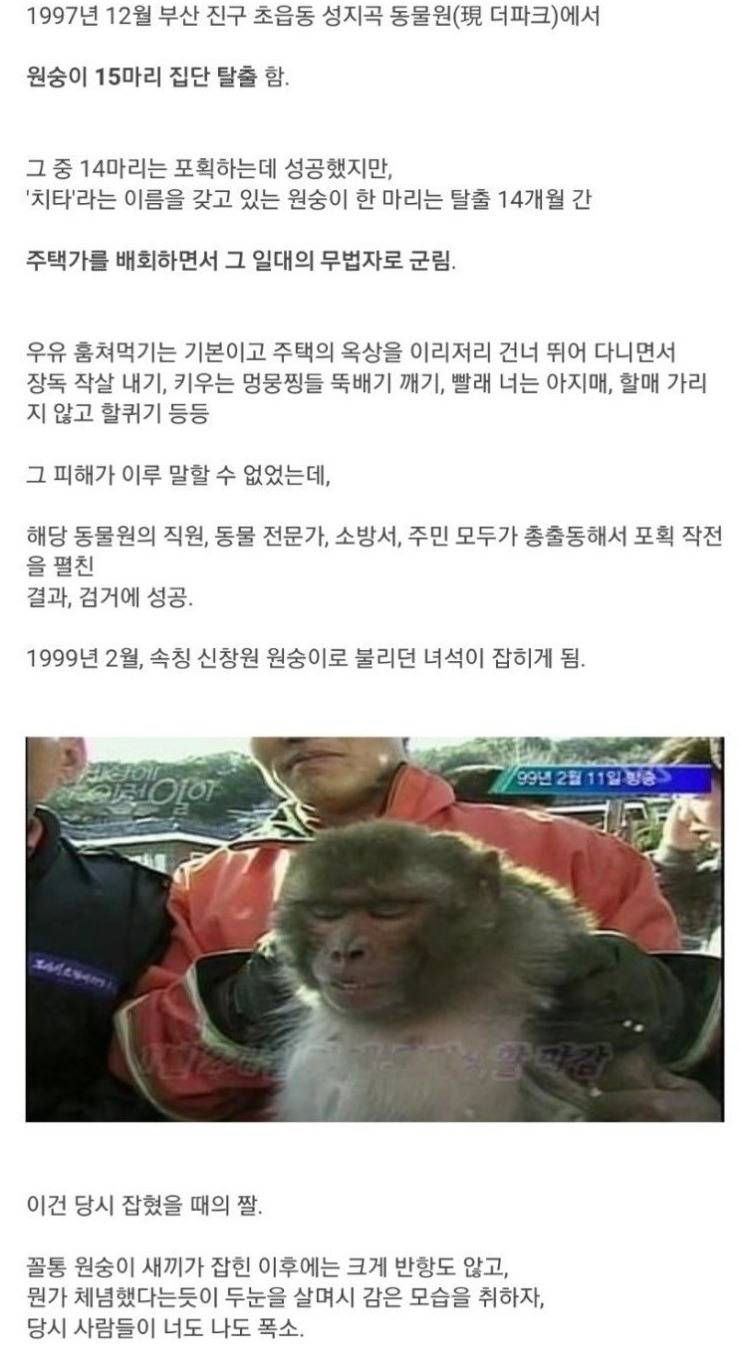 한국의 신창원 원숭이 | 인스티즈