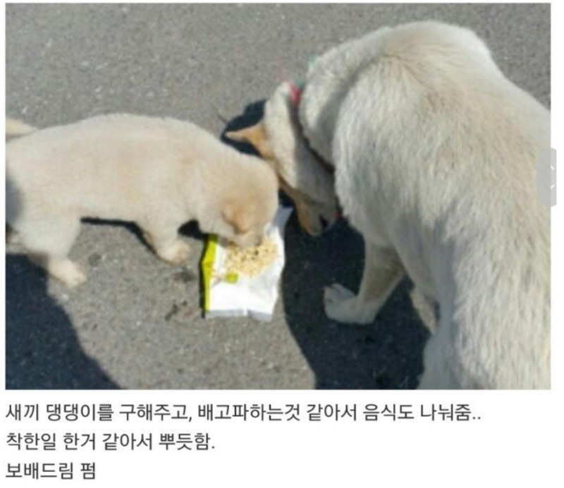 댕댕이가 따라온 이유 | 인스티즈