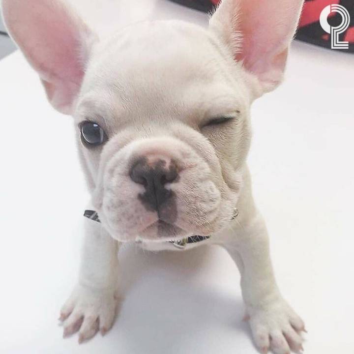 댕댕이들의 윙크 | 인스티즈