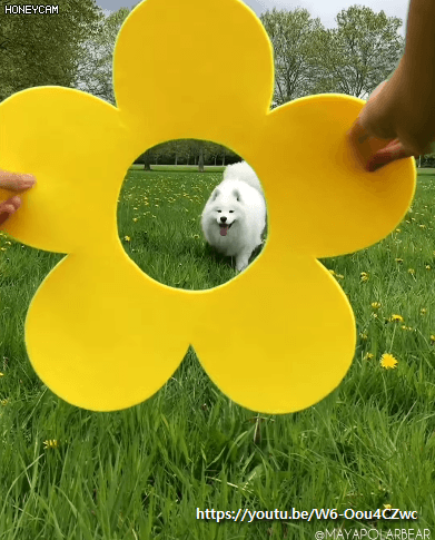 주인과 잘 놀아주는 사모예드 | 인스티즈