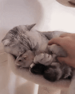 햄스터 품고 자는 냥이 | 인스티즈